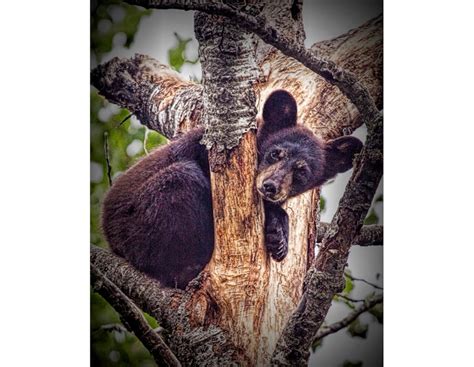 Black Bear Cub, Black Bear Art, Wildlife Photography, Vince Shute ...