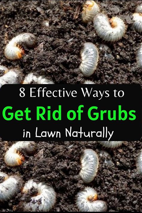 How To Get Rid Of Grubs Naturally Lawn Treatment Garden Grubs Lawn Care Tips