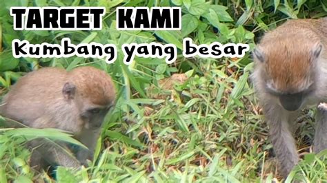 Mencari Apa Monyet Mengais Ngais Di Semak Rimbun Cacing Kah Kumbang