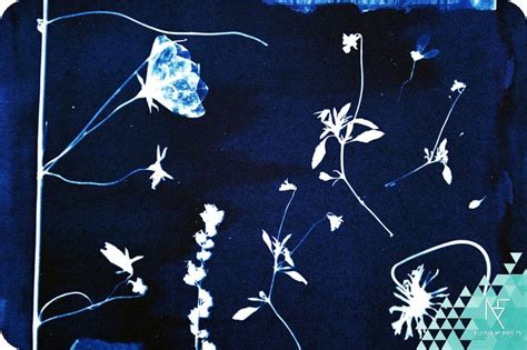 Botanical Photograms By Johannesburg Fine Art Photographer Natalie