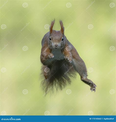 Red Squirrel Jumping Cute Eurasian Red Squirrel Sciurus Vulgaris Jumps