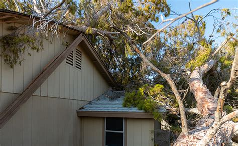 Does Homeowners Insurance Cover Tree Removal The Tree Care Guide