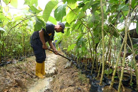 Bp Batam Akan Tanam Ribu Pohon Jati Emas Lagi Sijori Id