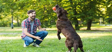 how long to train a dog