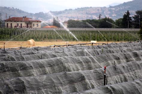 La siccità e la guerra dell acqua nel pavese denunciato agricoltore