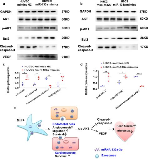 Exosomal Mir 133a 3p Inhibited Cardiomyocyte Apoptosis Promoted Download Scientific Diagram