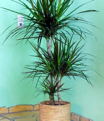 Le Dracaena Une Plante D Int Rieur Facile Vivre