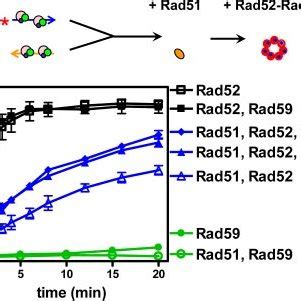 Rad Promoted Dna Annealing Between Rpa Ssdna Complexes And