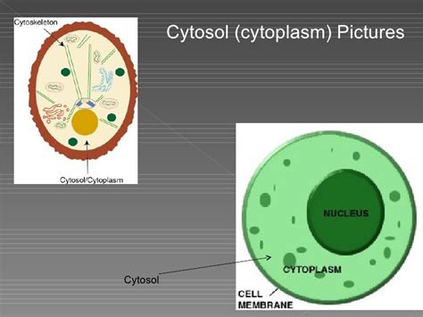 Cytosol (cytoplasm)