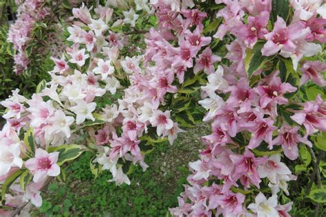 Weigela, Variegated - Longview Nursery