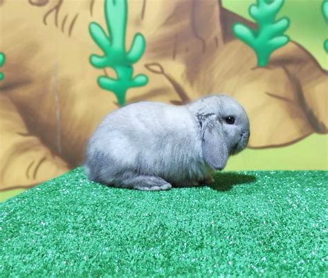 Mini Lop Seal Point Baranek Miniaturka Kr Lik Karze Ek Syjamski Teddy