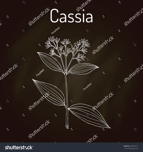 Chinese Cassia Cinnamomum Cassia Medicinal Plant Stock Vector Royalty