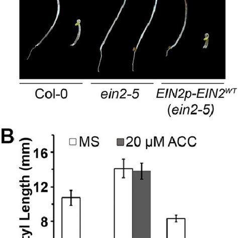 Fig S2 Rescue Of Ethylene Insensitivity In The Ein2 5 Mutant By