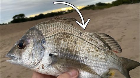 Catch And Cook Sea Bream Youtube