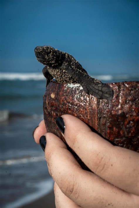 Acompa A A Las Tortugas En Su Camino Hacia El Mar En Playas