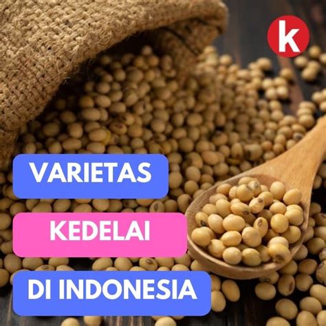 Ketahuilah Varietas Kedelai Di Indonesia Gaya Hidup