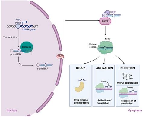 IJMS Free Full Text Epigenetic Regulation Of MicroRNAs In Cancer