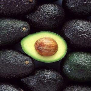 Aguacate Criollo Aguacatepedia