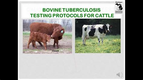 Bovine Tb Testing Protocols For Cattle Mdard Youtube