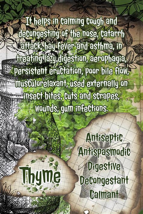 Thyme Herbalist Vintage Page Photograph By Ana Naturist Fine Art America