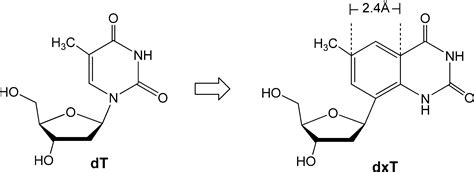 Thymidine