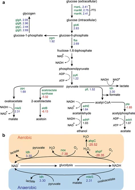 Overview Of A Glycolysis And Mixed Acid Fermentation Pathways And B