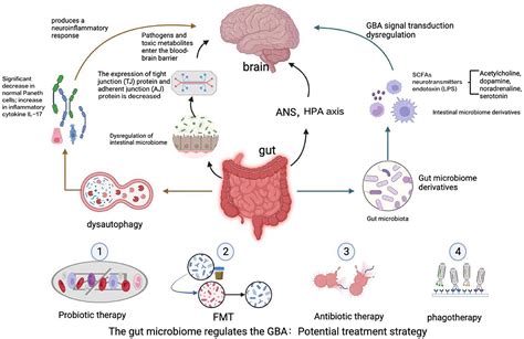 Frontiers Modulation Of The Gutbrain Axis Via The Gut Microbiota A