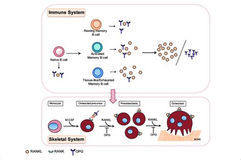 Differential Production Of Osteoprotegerin Opg And Download