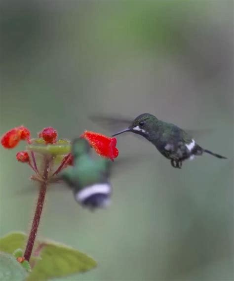 Pin By Denise Castro On People Places Things Life Hummingbirds