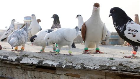 کفتر بازی با رشاد جان Most واژهbeautiful Pigeons Wazha Youtube