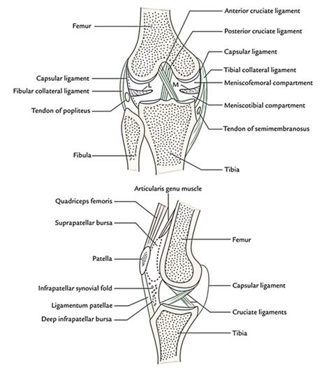 Easy Notes On 【knee Joint】learn In Just 4 Minutes