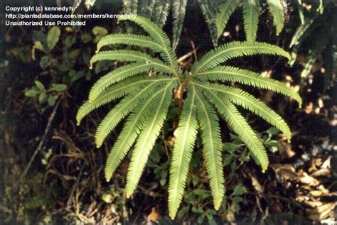 Plantfiles Pictures Umbrella Fern Sticherus Cunninghamii By Kennedyh