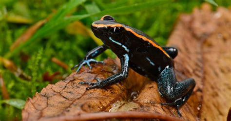 Les Amphibiens Sont De Plus En Plus Menac Eacut