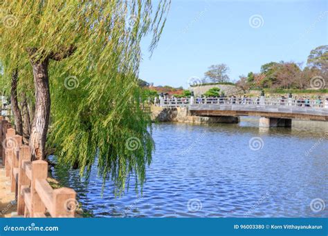 Weeping Willow Tree With The River In Japan Stock Photo Image Of