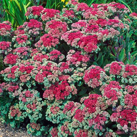 Sedum Telephium Munstead Dark Red In Hairy Pot The Nunhead Gardener