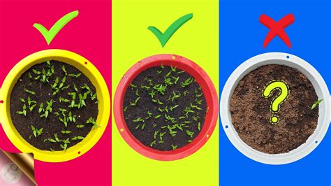 7 Fatal Mistakes Why Seeds Not Germinating Or Sprouting Youtube