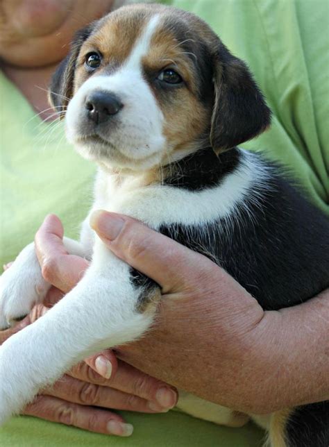 Meet Jasper A Petfinder Adoptable Beagle Dog New Milford Ct