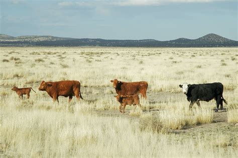 Authorities Shoot Feral Cows In New Mexico From The Air Vegan Fta