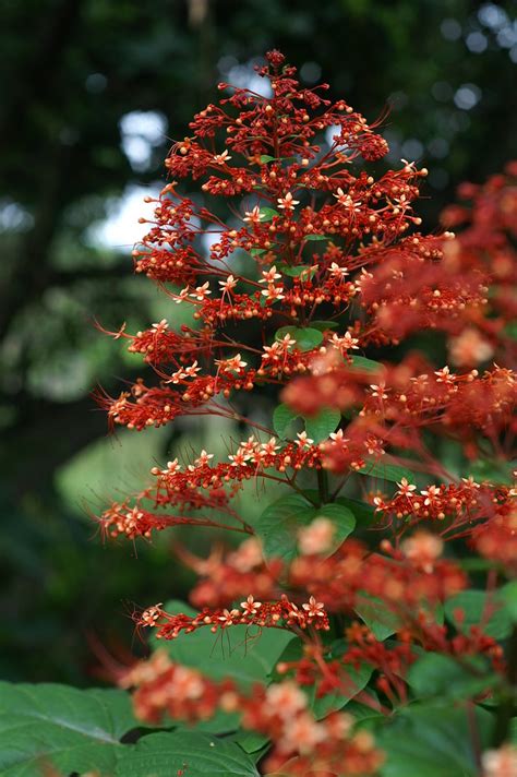 Fleur De Martinique Sndbaad Flickr