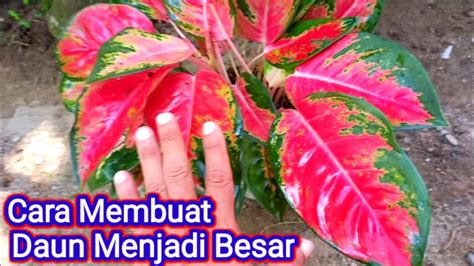 Cara Merawat Aglaonema Agar Tumbuh Subur YouTube