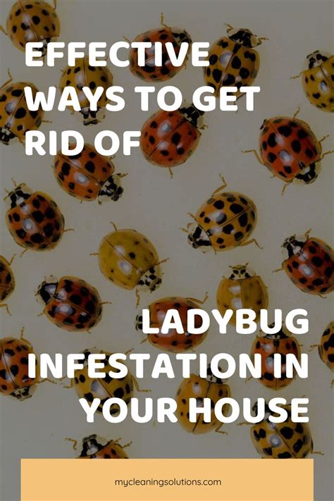 Effective Ways To Get Rid Of Ladybug Infestation In Your House