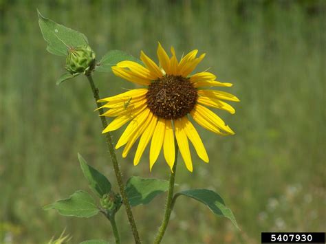 Common Sunflower Helianthus Annuus Asterales Asteraceae 5407930