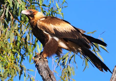 Richard Waring's Birds of Australia: Birds of Prey rule the sides the Highways - Wedge-tailed ...