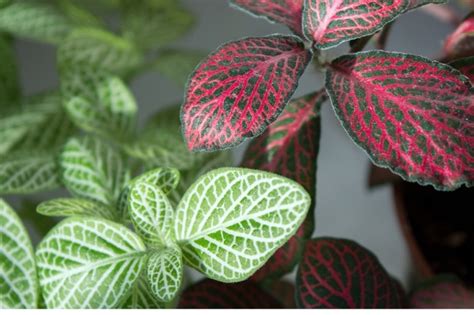 Nerve Plant Care How To Grow Fittonia Plants Smart Garden Guide