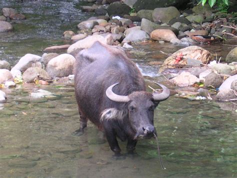 Carabao Animal — Wikipédia