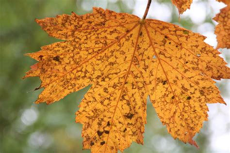 Free Images Branch Flower Food Produce Botany Season Maple Tree