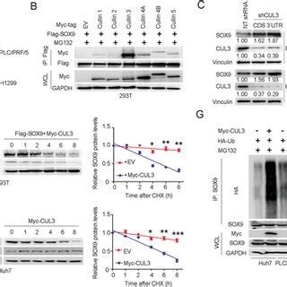 Cul Targets Sox For Ubiquitination And Degradation A Immunoblotting