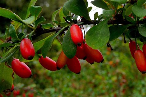 Berberis vulgaris - European Barberry, fruit detail. Barberries are ...