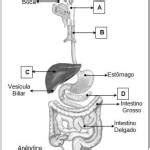Atividades sobre sistema digestório gabarito Atividades Pedagógicas