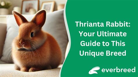 Thrianta Rabbit Your Ultimate Guide To This Unique Breed Everbreed